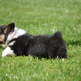 Pembroke Welsh Corgi Puppies from C&G Corgis