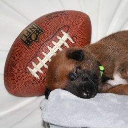 Belgian Malinois Puppies from Pyrex Kennels