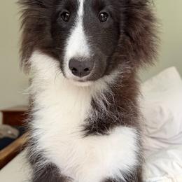 Shetland Sheepdog puppies from Cielito Lindo Shelties