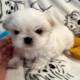 Boy 1 - Gold and white male Shih Tzu puppy in Tampa, Maryland from Saraya’s Shih Tzus