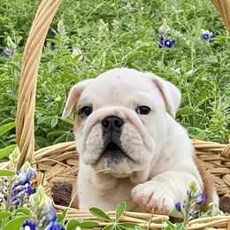 Bulldogs from Select Bulldogs