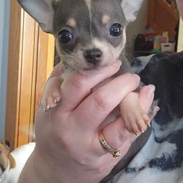 Tatum - Blue and tan female Chihuahua puppy in Ashtabula, Ohio from Paw's & Awe's Chihuahuas