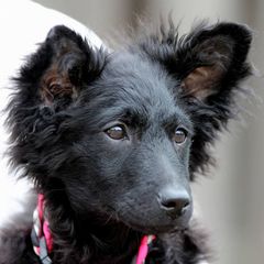 Mudis and Scottish Terriers from Kellie Verrelli's Puppies