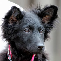 Mudis and Scottish Terriers from Kellie Verrelli's Puppies