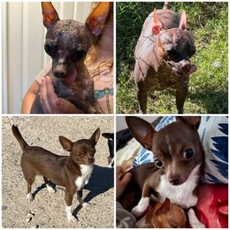 Chihuahua puppies from Texas Nightblooming Hairless Chihuahuas