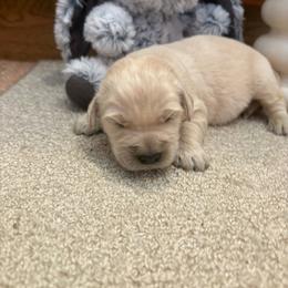 Barbie - Light golden female Golden Retriever puppy in Grant County, Indiana from On The Sunny Side Pavey Farms