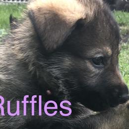 Girl 5 - German Shepherd puppy in Crown Point, Indiana from Nordwolfe