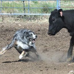 Australian Shepherds from Spangle Creek Aussies