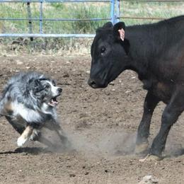 Australian Shepherds from Spangle Creek Aussies