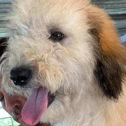 Ibis - Aussiedoodle