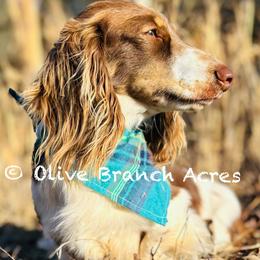 Marley - Dachshund