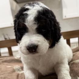 Boy 2 - male Bernedoodle puppy in Herriman, Utah from Rose canyon doodles