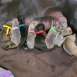 German Shepherd and Great Dane Puppies from White Pine Acres K9