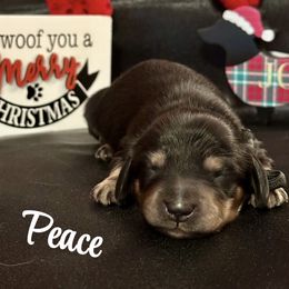 Peace - Black and cream male Dachshund puppy in Biloxi, Mississippi from Southern Doxies Ms