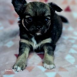 Magnolia - Black and silver female Chihuahua puppy in Robeline, Louisiana from Cane River Chihuahuas