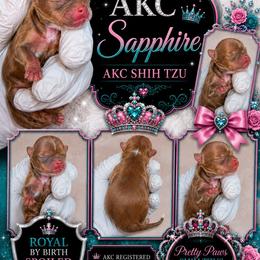 Sapphire - Red female Shih Tzu puppy in Houston, Texas from Pretty Paws Shih Tzu's