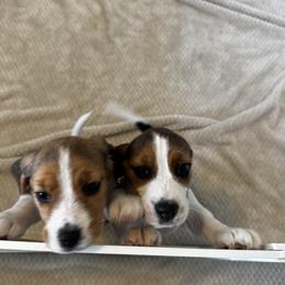 Beagle puppies from Monica Rubianes