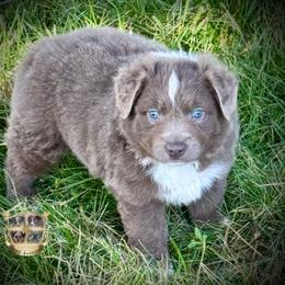 Tortellini - Dilute red male Australian Shepherd puppy in El Dorado Springs, Missouri from HP Aussie Kennels