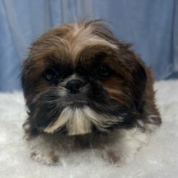 Jake - Red and white male Shih Tzu puppy in Tenino, Washington from Fantasy Realm Shih Tzus