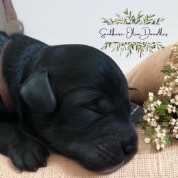 Brown - Black male Goldendoodle puppy in Byron, Georgia from Southern Olive Doodles 🫒
