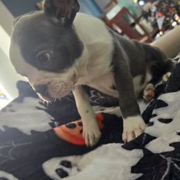 Boston Terrier Puppies from Aronow pups