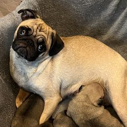 Pugs from Pugs & Loves