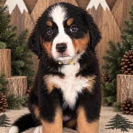 Cedar - Yellow Girl - female Bernese Mountain Dog puppy in Redlands, California from Kiss The Doodlez