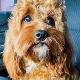 Hazel - Cavapoo