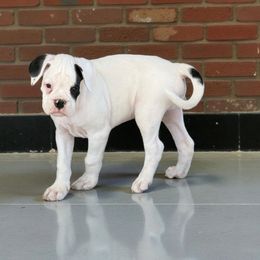 White boy - White male Boxer puppy in Red Boiling Springs, Tennessee from Silver Rain