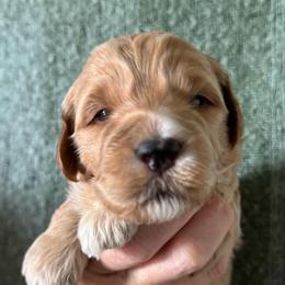Isaiah - Apricot male Goldendoodle puppy in Tonopah, Arizona from DJ’s Doodles
