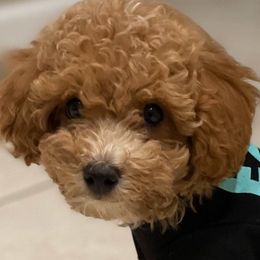 Poodles, Yorkipoos, and Yorkshire Terriers from Top Notch Pupz