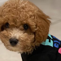 Poodles, Yorkipoos, and Yorkshire Terriers from Top Notch Pupz