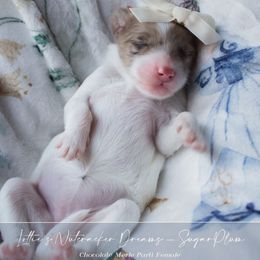 Sugar Plum - Parti female Goldendoodle puppy in Savannah, Georgia from Vino and Vespa Doodles