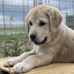Granite Boy (1) - Fawn male Anatolian Shepherd Dog puppy in Kalispell, Montana from Wild Rooster Family Farm – AKC Anatolian Shepherd Breeder, OFA Health Tested