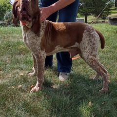 Prince - Bracco Italiano