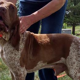 Prince - Bracco Italiano