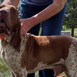 Prince - Bracco Italiano