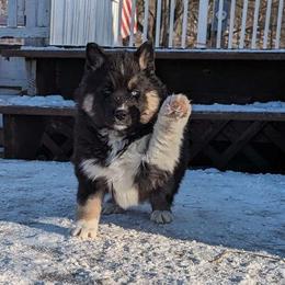 Vixen - Siberian Husky puppy from Wyant Farms