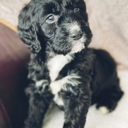 Springerdoodle Puppies from Just Doodling