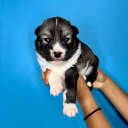 Balto - Agouti and white male Siberian Husky puppy in Knoxville, Tennessee from The Siberian Empire