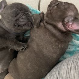 French Bulldog Puppies from MaFrenchiesBadandBoujee