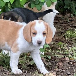 Mogwai - Tan and white Beagle puppy in Hillsboro, Oregon from Willamette Valley Beagles