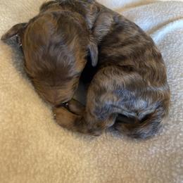Clayton - Merle male Goldendoodle puppy in Zephyrhills, Florida from Just Tails Doodle