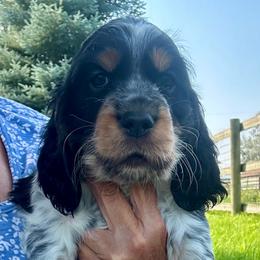 Spike - Black white and tan male English Springer Spaniel puppy in Livingston, Montana from Yellowstone Springers
