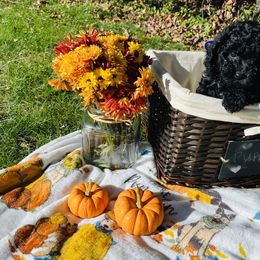 Maltipoo Puppies from Awwws&Pawws