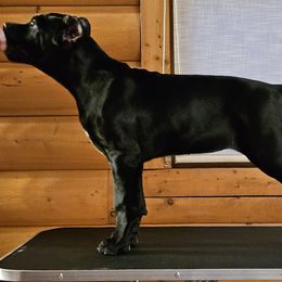 Cane Corso Puppies from Sacred Mission