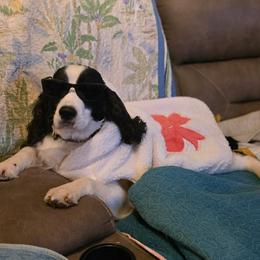 Maizey - English Springer Spaniel