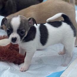 Spotted female - Sable spotted white female Chihuahua puppy in Summerfield, Florida from Uey’s Chihuahuas