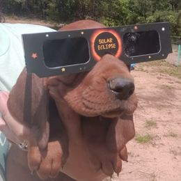 Bluetick Coonhound and Redbone Coonhound Puppies from Harmons Hounds