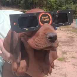 Bluetick Coonhound and Redbone Coonhound Puppies from Harmons Hounds